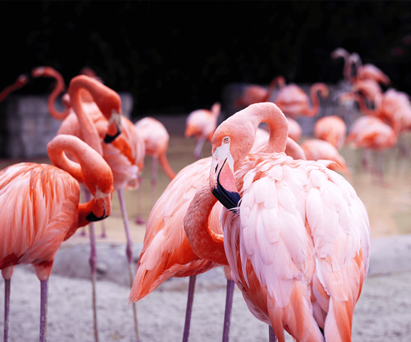 flamants de cuba